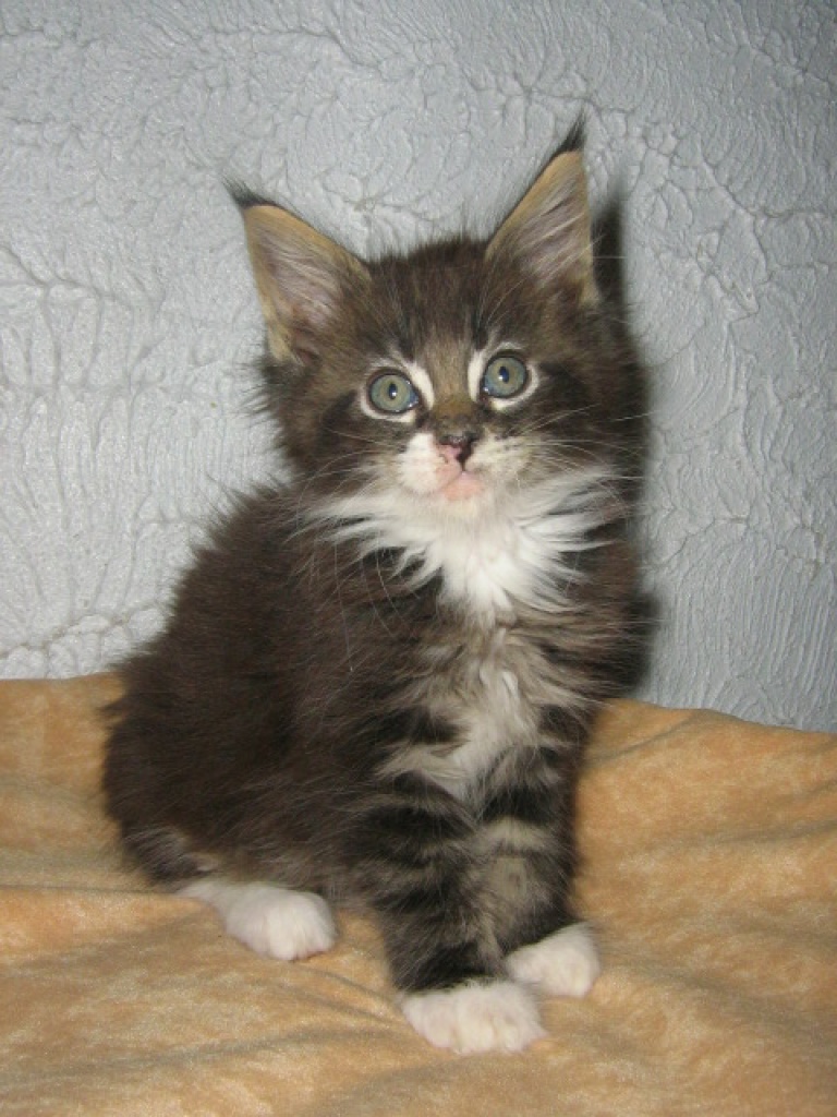 Bezaubernde reinrassige Maine outlet Coon Kitten